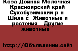 Коза Дойная Молочная - Красноярский край, Сухобузимский р-н, Шила с. Животные и растения » Другие животные   